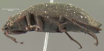 Media type: image;   Entomology 5969 Aspect: habitus lateral view